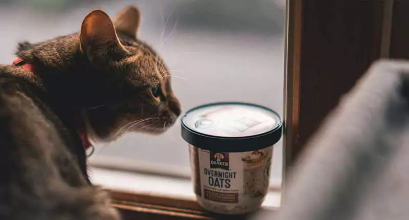 A cat is sniffing a cup of coffee